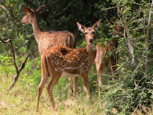 image by Egzon Bytyqi